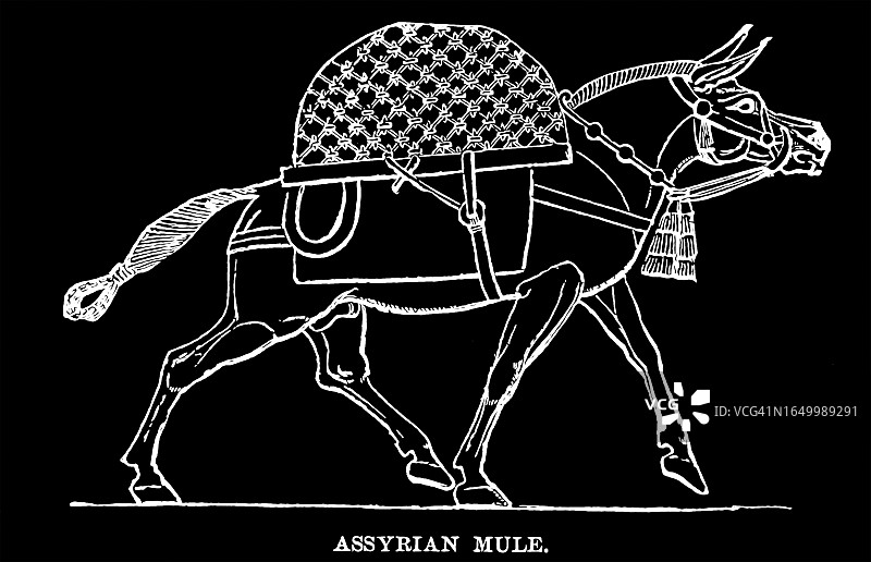 亚述骡子古老雕刻插图图片素材