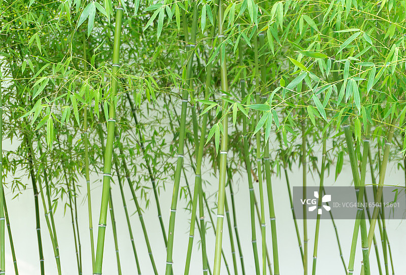 绿竹图片素材
