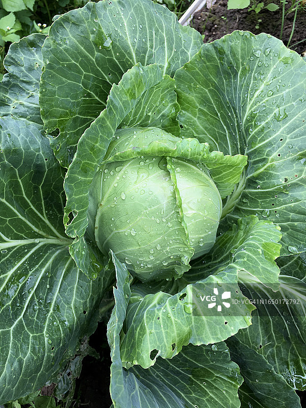 露天生长的卷心菜顶视图图片素材