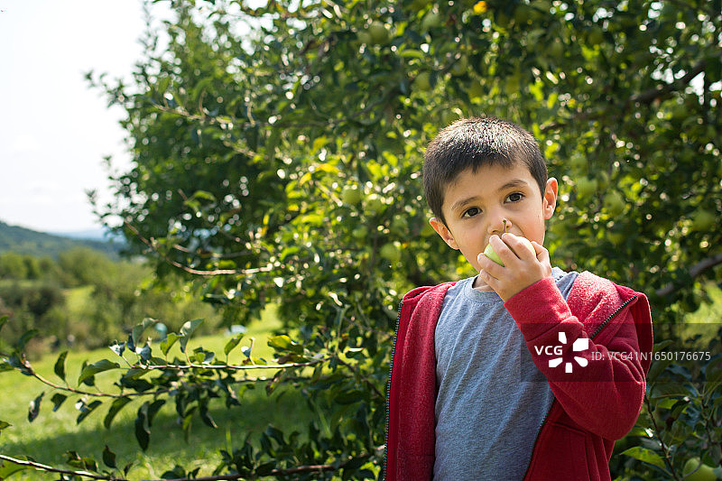 秋天果园里吃苹果的小男孩图片素材
