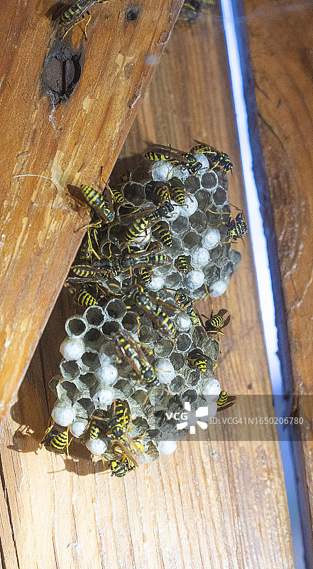 木制百叶窗上的黄蜂窝图片素材