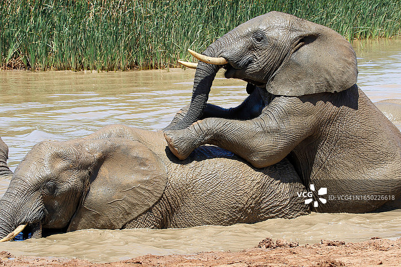 纳米比亚埃索萨国家公园里的大象图片素材