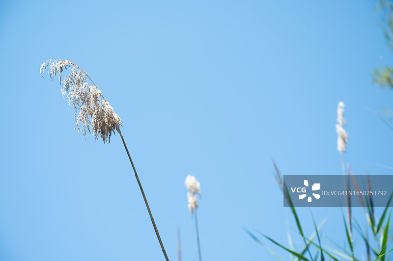 阳光明媚的河边芦苇丛图片素材