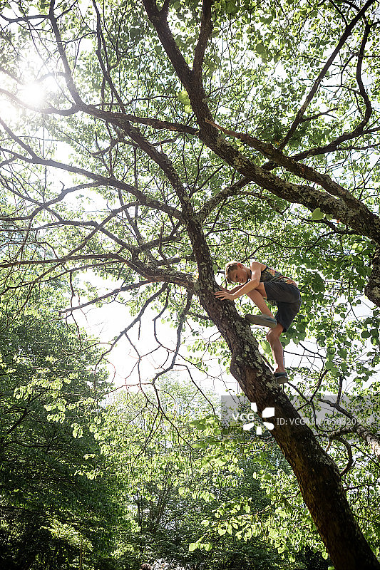 仰望夏日里在树上攀爬的孩子图片素材