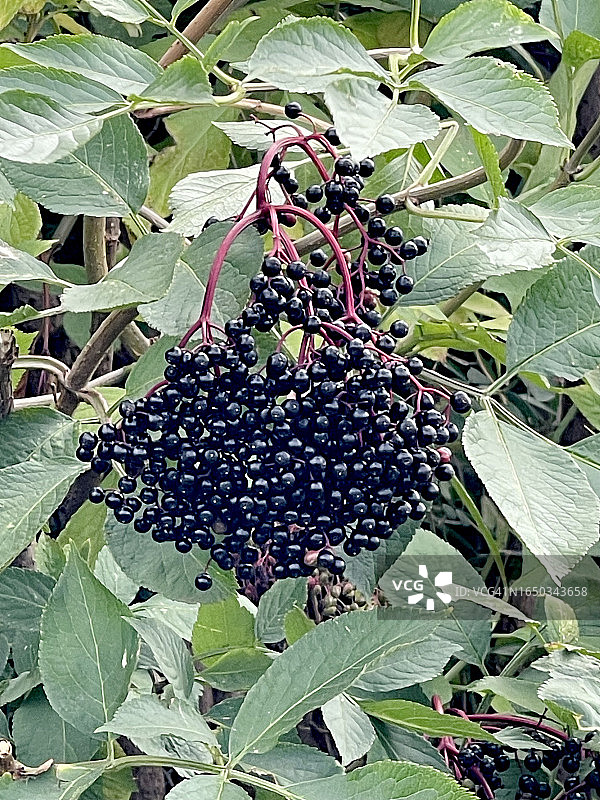 特写镜头下的接骨木浆果（加拿大接骨木，Adoxaceae）图片素材