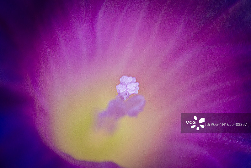 牵牛花特写图片素材