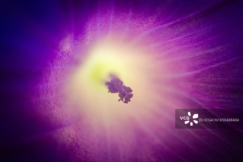 牵牛花特写图片素材