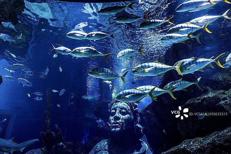 泰国曼谷水族馆中的鱼和珊瑚特写图片素材