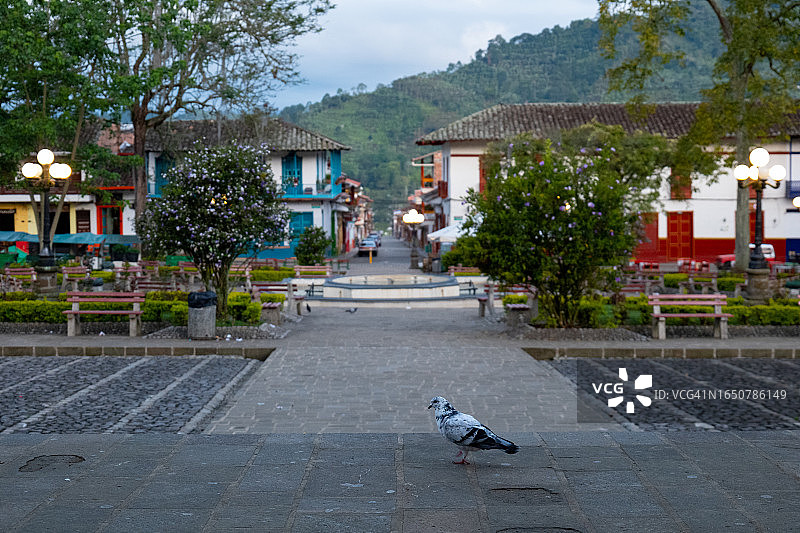 清晨，鸽子在教堂门廊上行走，背景是公园、殖民时期的房屋和街道图片素材