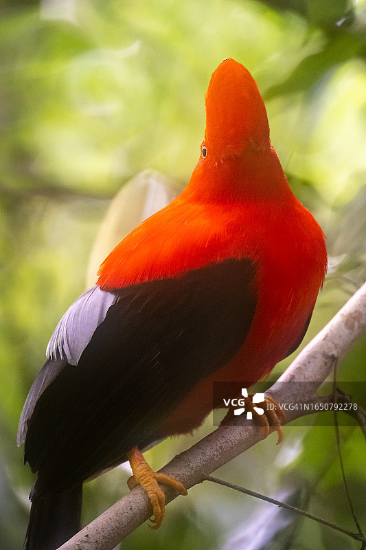 日落时分岩石花园自然保护区树枝上的安第斯动冠伞鸟图片素材