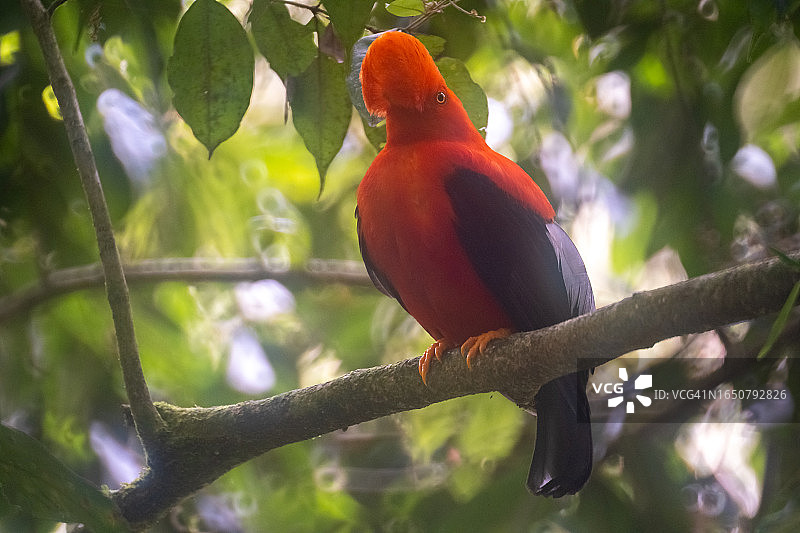 日落时分岩石花园自然保护区树枝上的安第斯动冠伞鸟图片素材