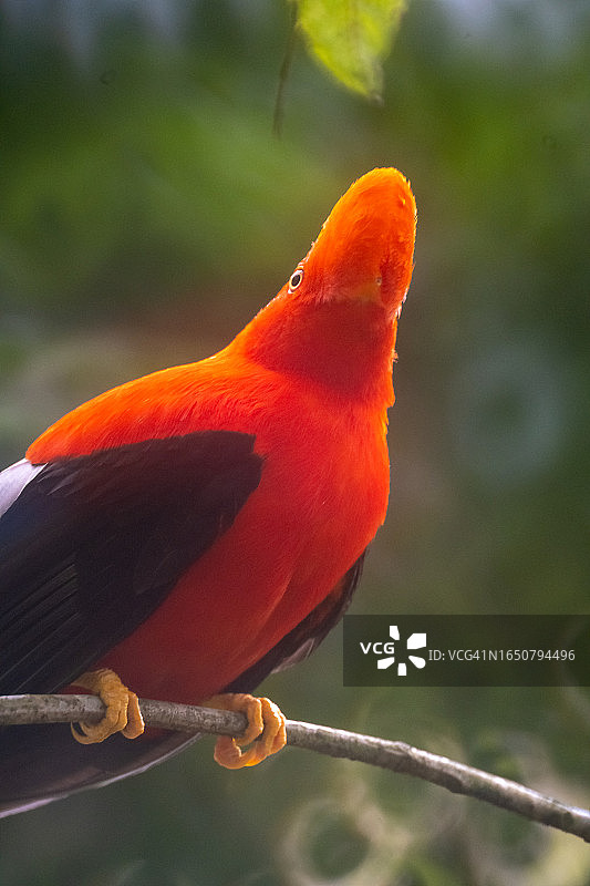 安第斯动冠伞鸟图片素材