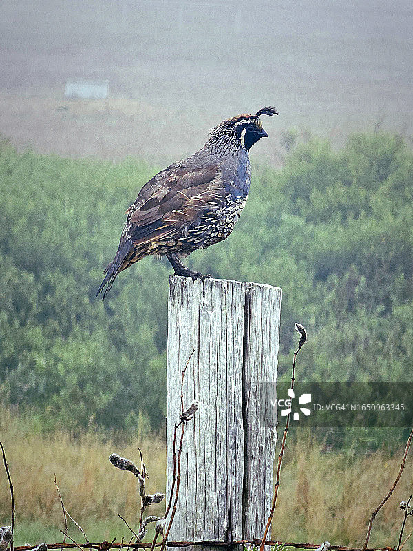 站在柱子上的鹌鹑图片素材