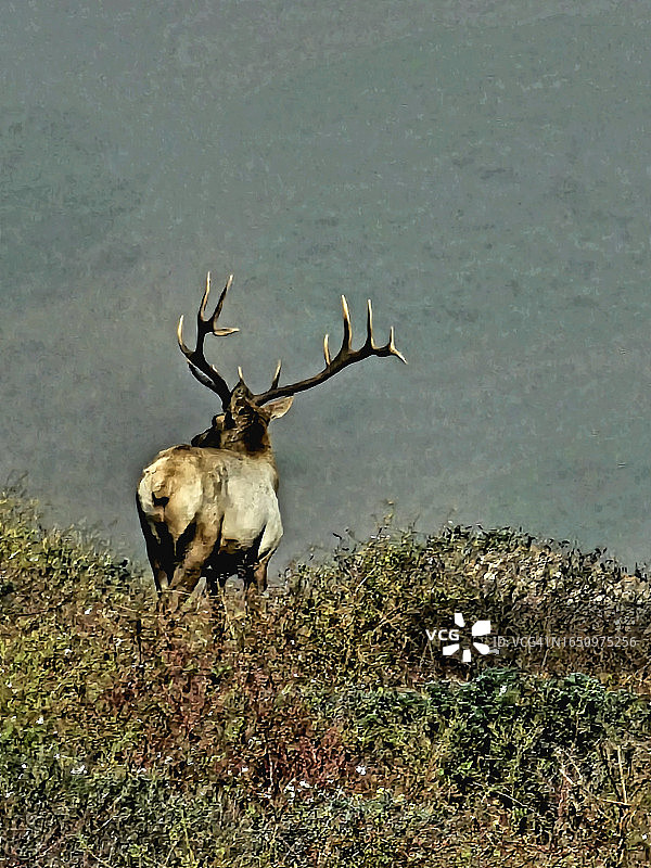 加利福尼亚州雷耶斯岬的雄性麋鹿图片素材