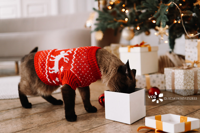 宠物猫穿着红色圣诞服装，以装饰好的圣诞树为背景图片素材