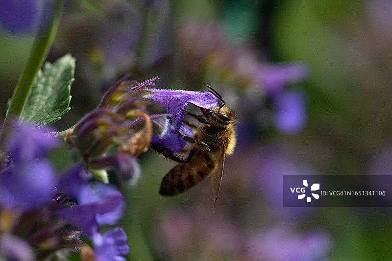 紫色猫薄荷花上的蜜蜂图片素材