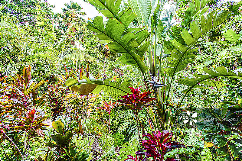 夏威夷异国风情花园图片素材
