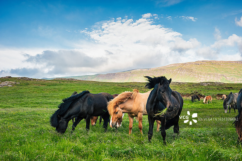 冰岛马图片素材