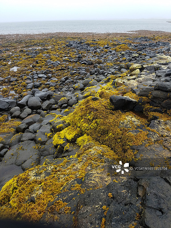 白令海岩石苔藓海滩图片素材