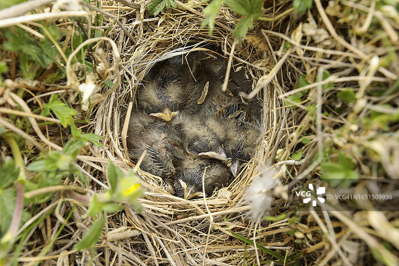 北极冻原地面巢穴中伪装良好的拉普兰鹀雏鸟图片素材