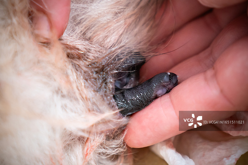 狗狗分娩图片素材