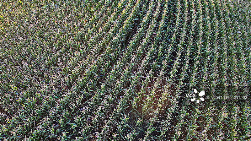 从上方拍摄的玉米地图片素材