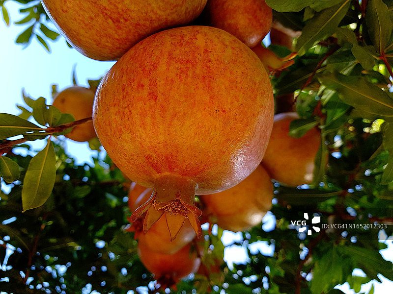 石榴树上的大石榴与犹太新年象征图片素材