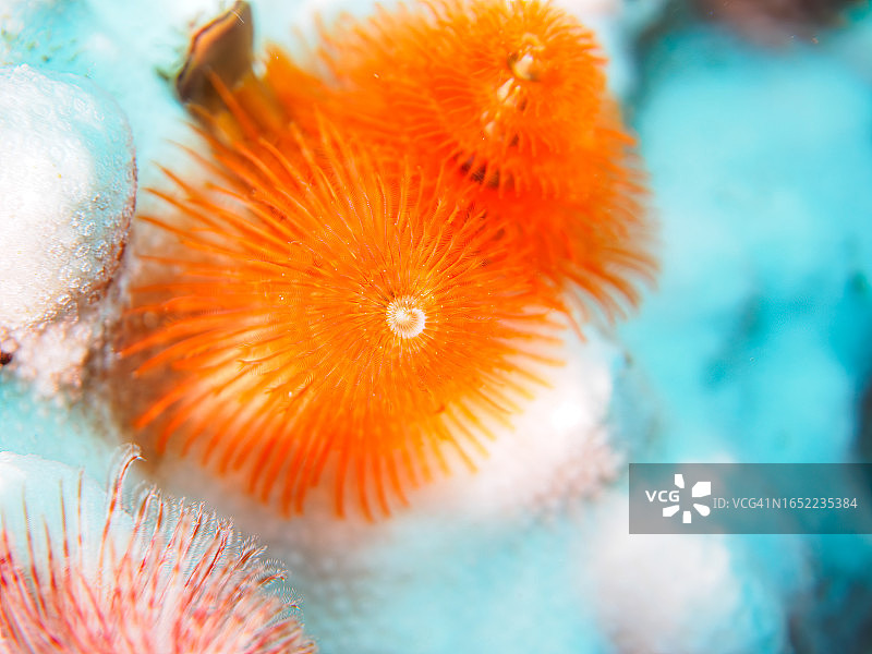珊瑚上美丽绽放的圣诞树虫，南伊豆中木HIRIZO海滩，摄于2023年8月27日图片素材