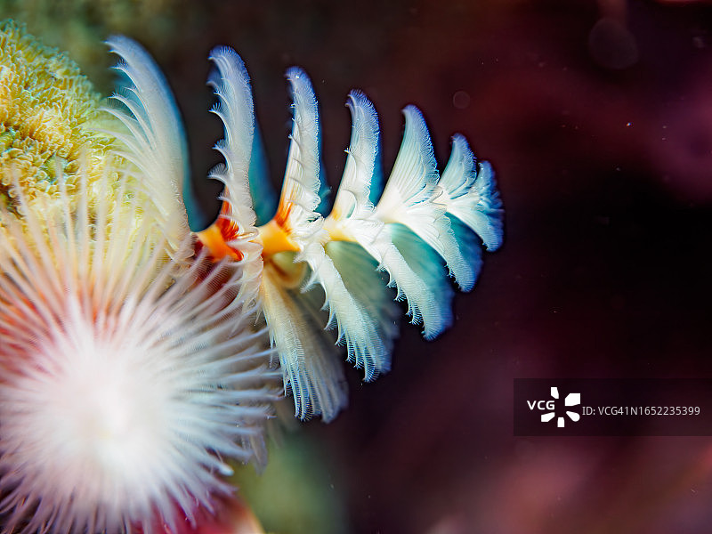 珊瑚上美丽绽放的圣诞树虫，南伊豆中木HIRIZO海滩，摄于2023年8月27日图片素材
