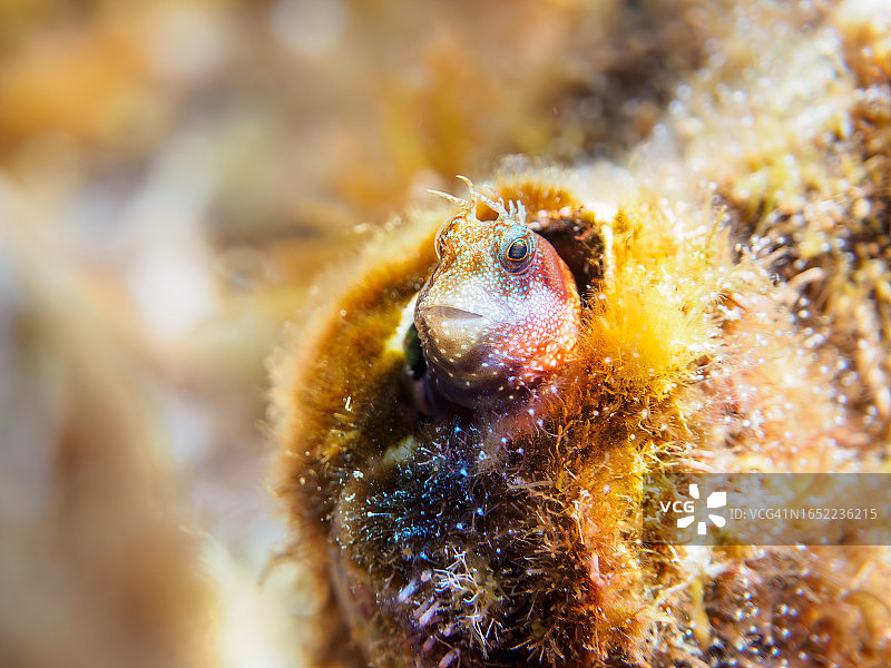 可爱星斑跳岩鱼幼鱼在鹿角珊瑚中图片素材