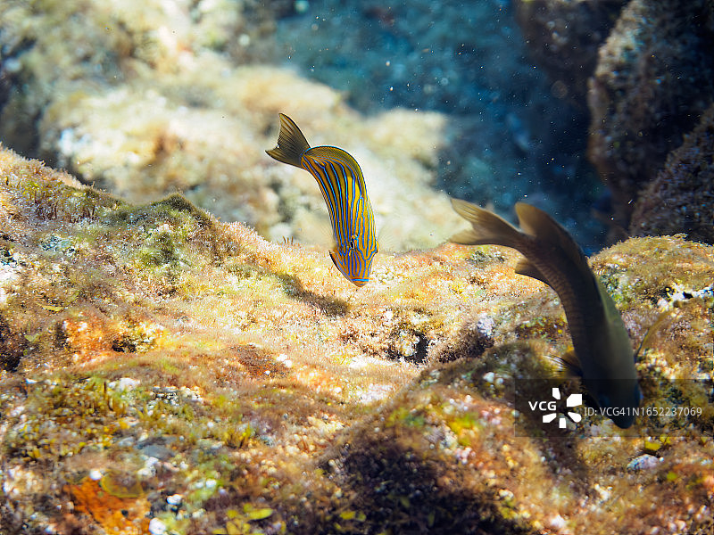 美丽的纹倒吊鱼幼鱼图片素材