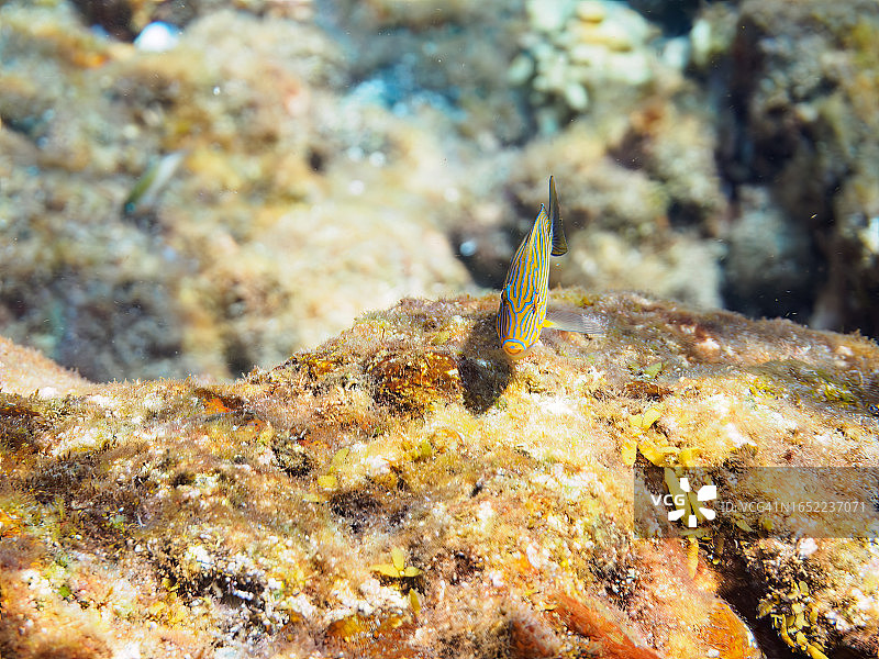 美丽的纹倒吊鱼幼鱼图片素材