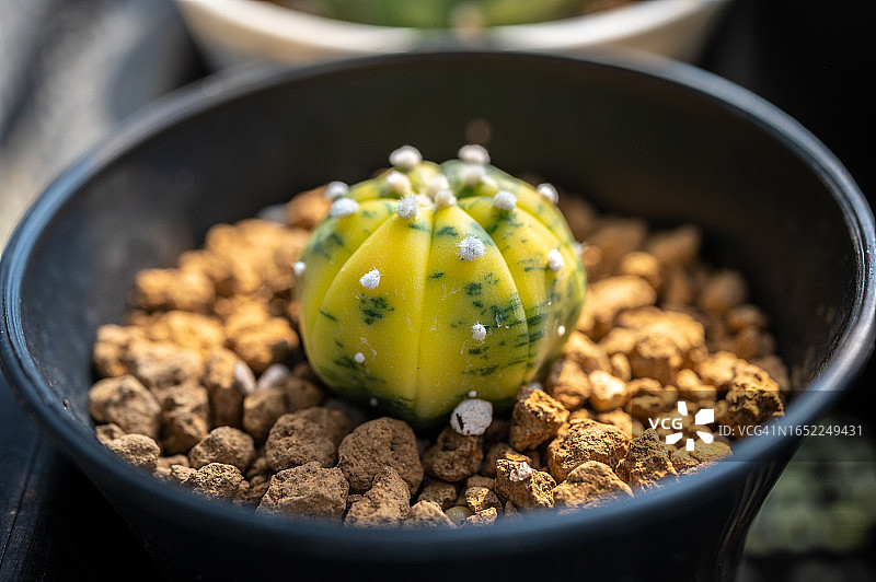 星球兜锦盆栽图片素材