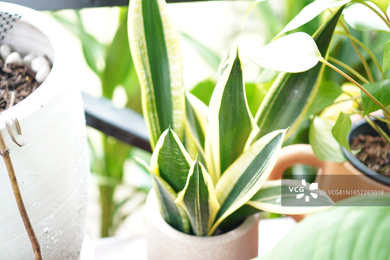 虎尾兰图片素材