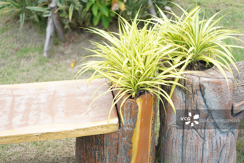 盆栽吊兰图片素材