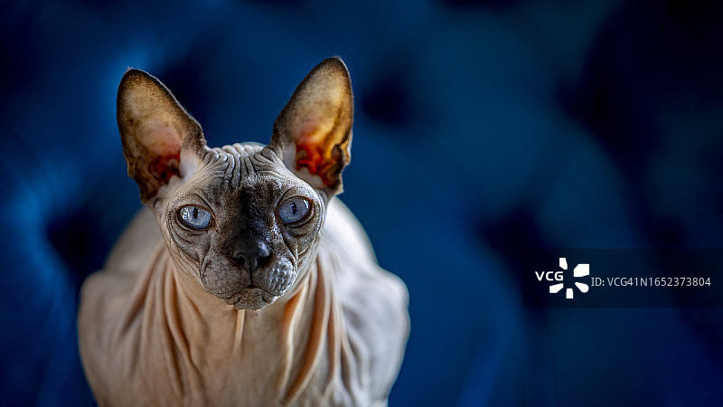 斯芬克斯猫的状态图片素材