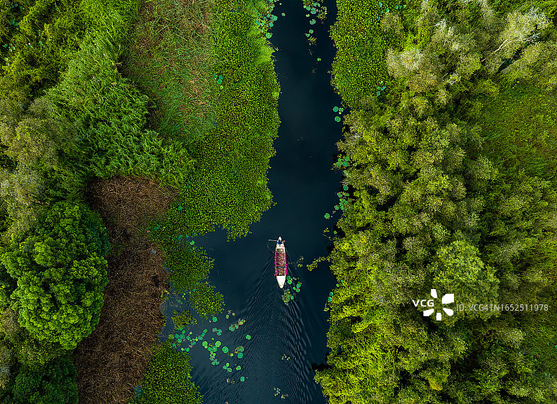 龙安省新立水上村，盛开的白千层森林中的载满睡莲的船只图片素材