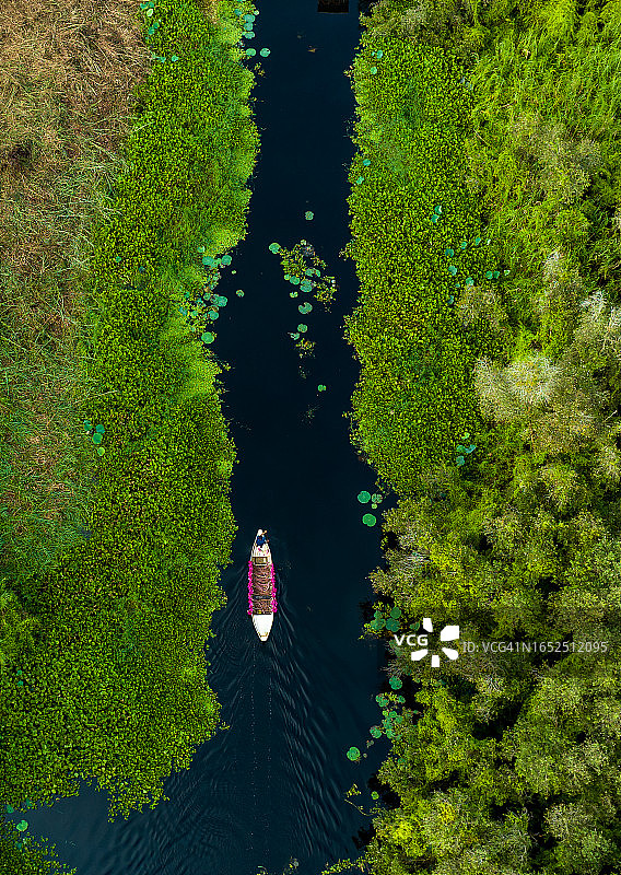 龙安省新立水上村，盛开的白千层森林中的载满睡莲的船只图片素材