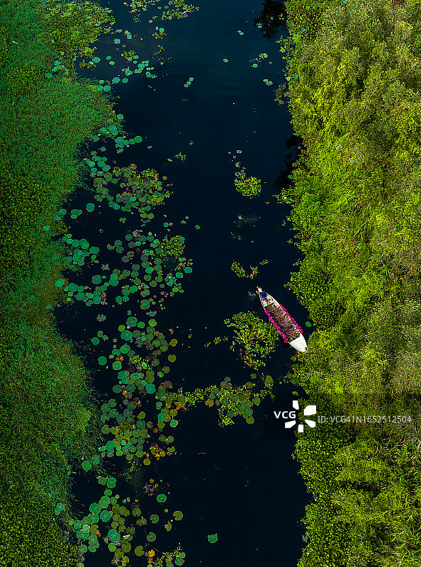 龙安省新立水上村，盛开的白千层森林中的载满睡莲的船只图片素材