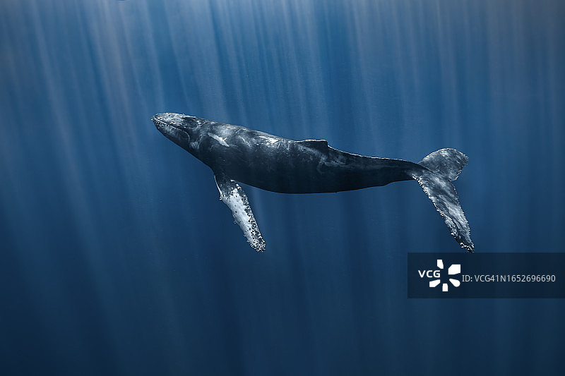 座头鲸图片素材