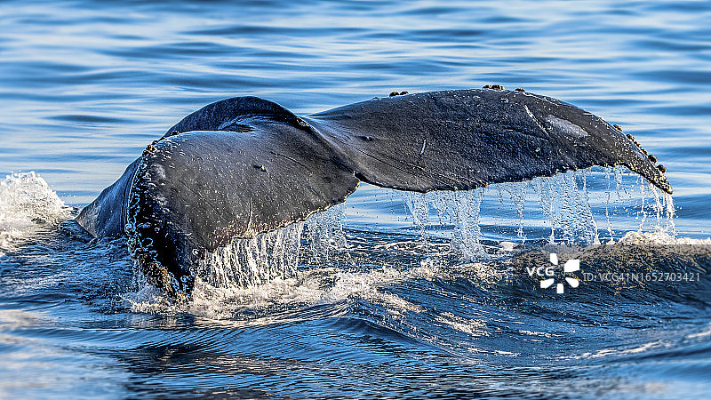 座头鲸图片素材
