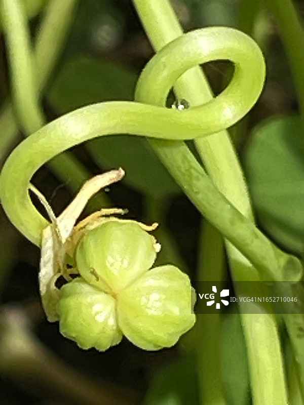 旱金莲植物的种子图片素材