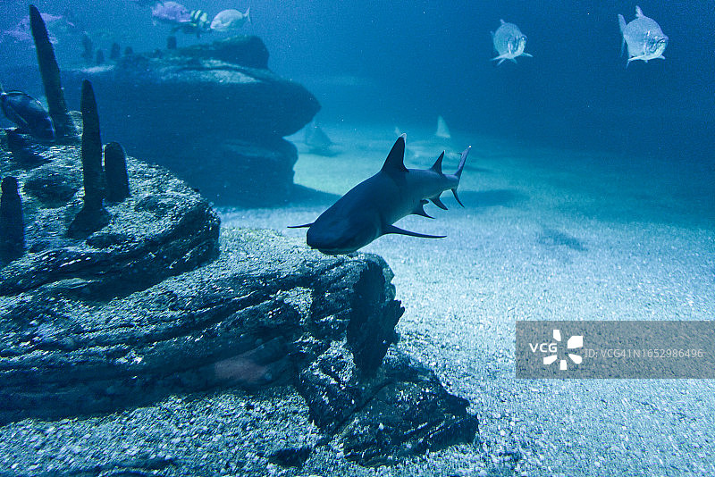 水族馆内礁石旁游弋的鲨鱼（正面视角）图片素材