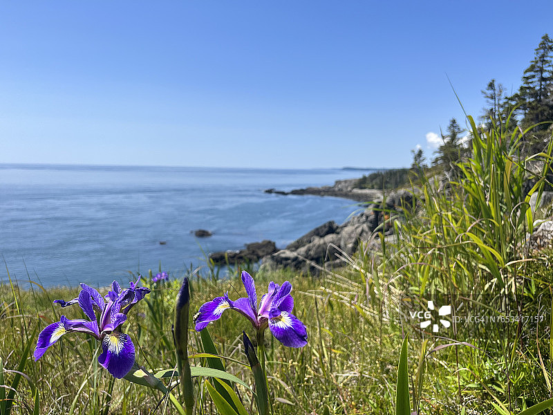 缅因州海岸Quoddy海峡悬崖上的野生鸢尾花，Quoddy Head州立公园图片素材