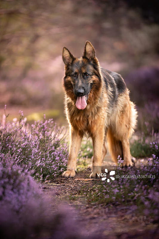 荒原上的德国牧羊犬图片素材