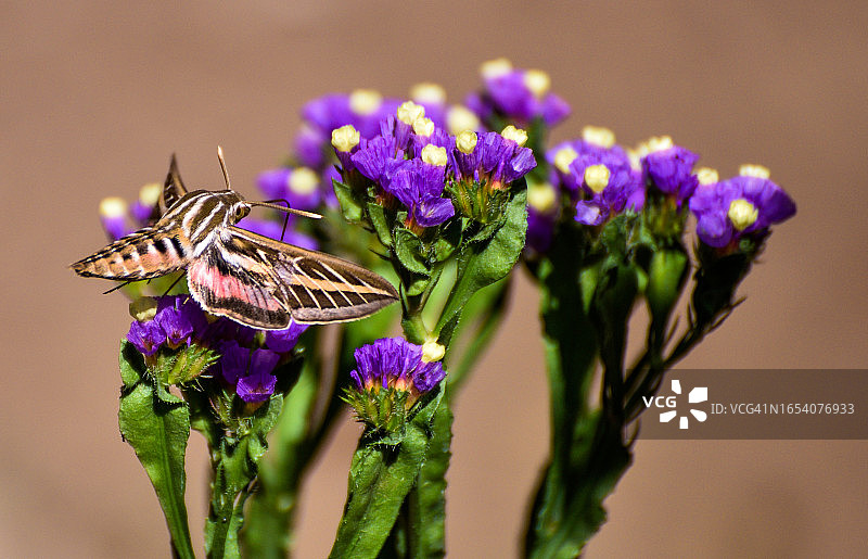 斜纹天蛾采集花粉图片素材