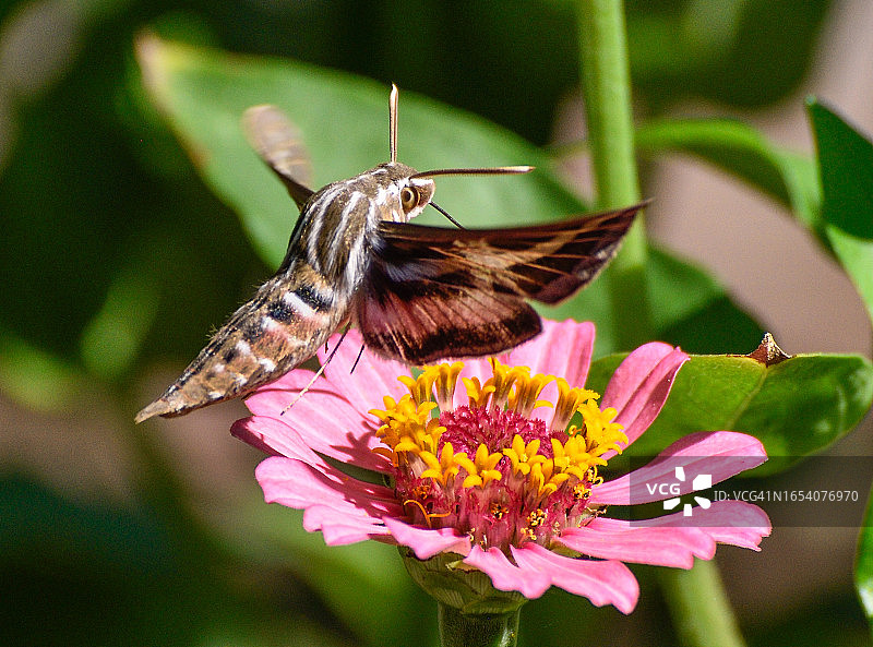 斜纹天蛾采集花粉图片素材