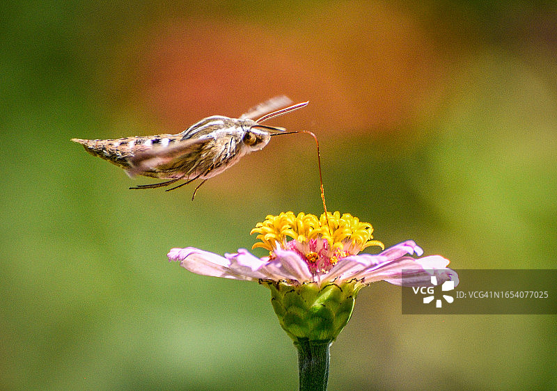 斜纹天蛾采集花粉图片素材