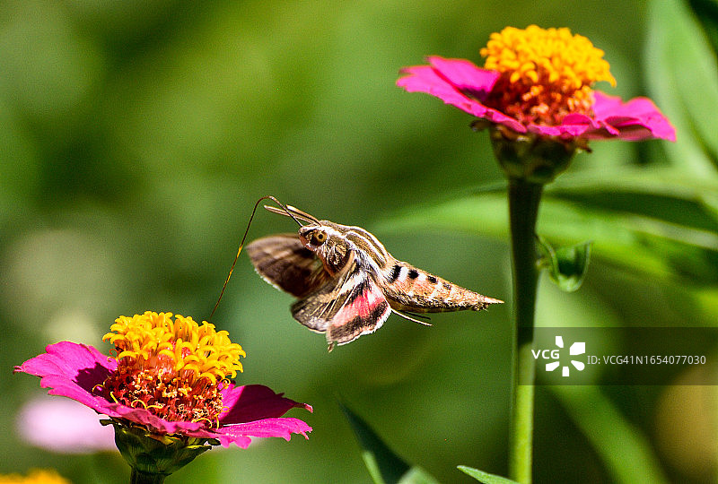 斜纹天蛾采集花粉图片素材
