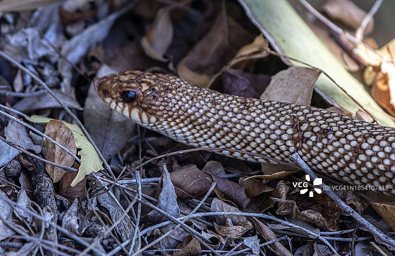 猪鼻蛇图片素材